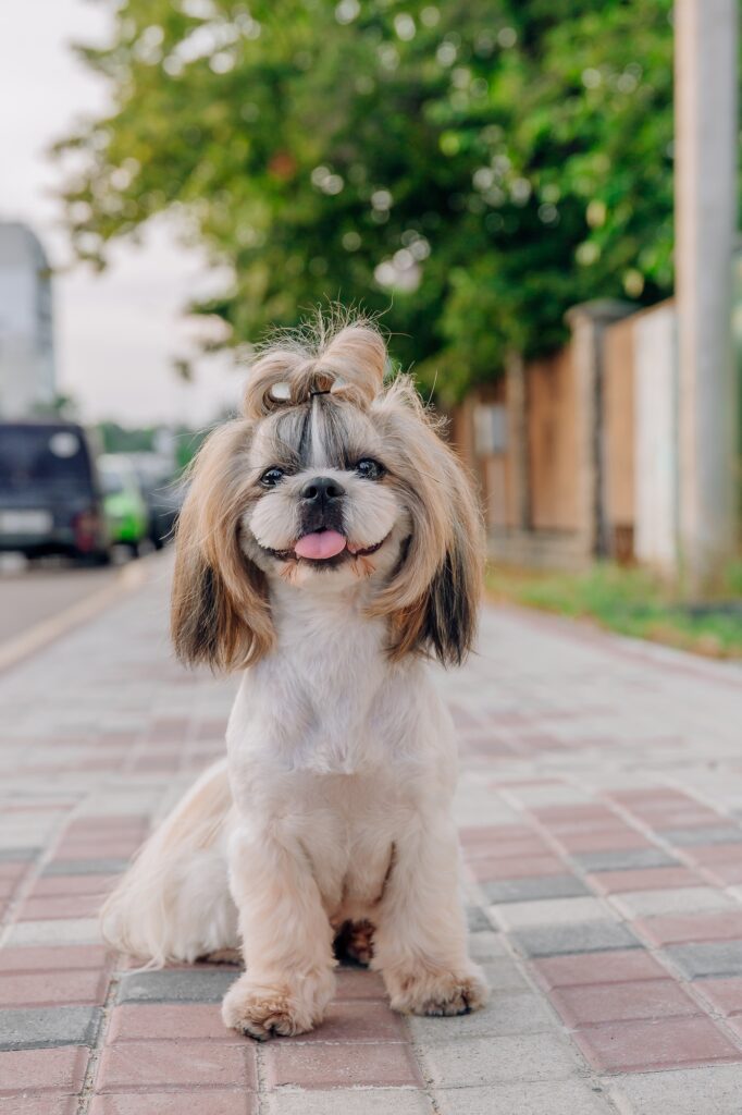 Cute funny shih tzu breed dog outdoors. Dog grooming. Funny dog at the city