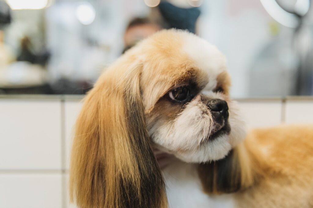 Dog care. Grooming of dogs in the salon.