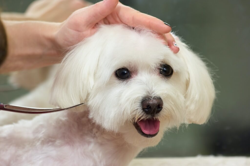 Dog grooming close up