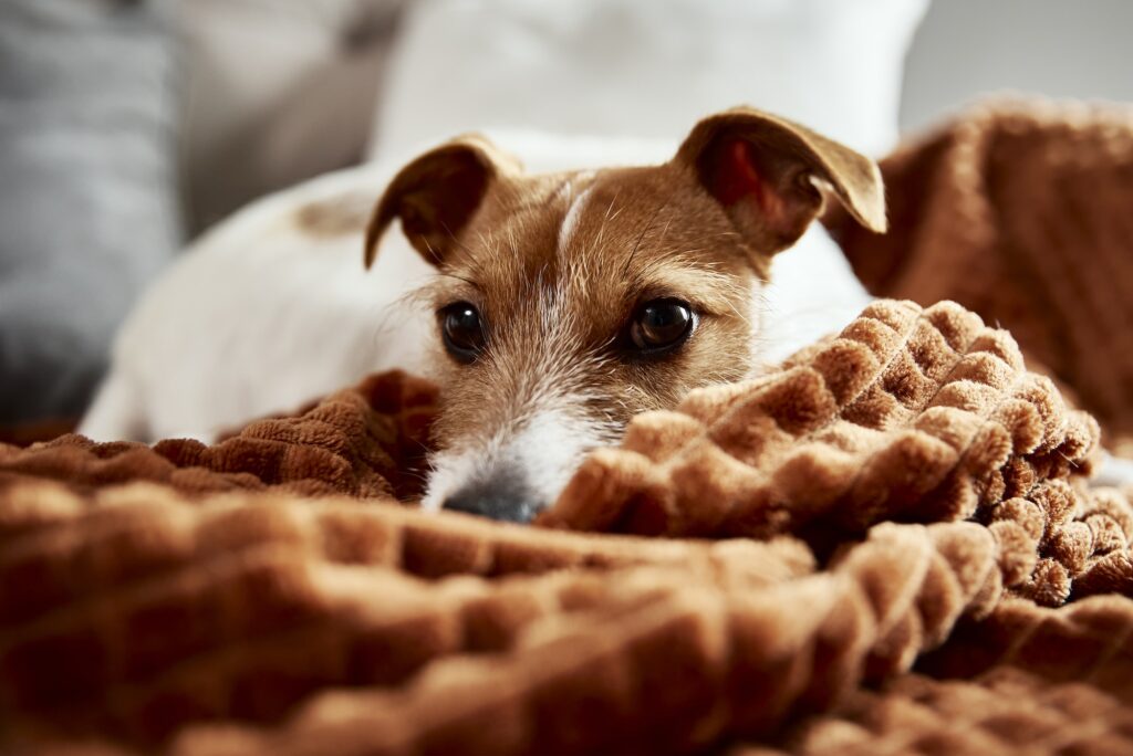 Dog lazing on couch