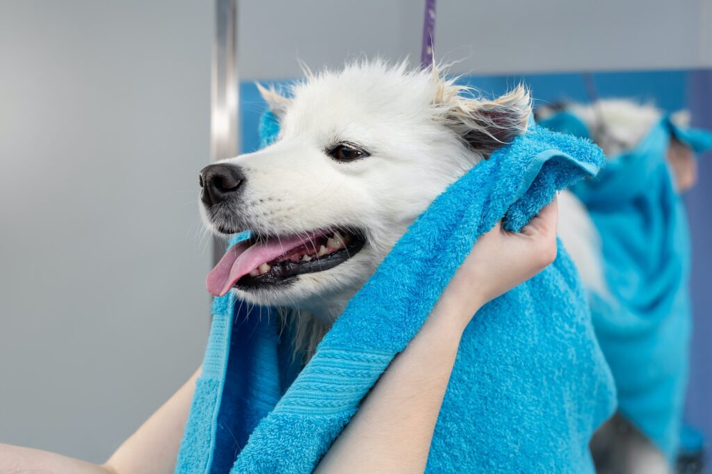 Hands of a female groomer who wipes a Samoyed dog with a towel after washing and washing.